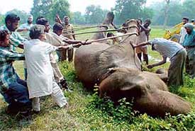 Zoo staffers make preparations for the burial of the carcass of Kaveri, a 95 year-old female elephant, in Chhat Bir Zoo on Wednesday.