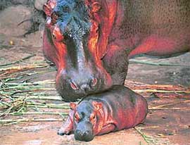 IN THE MOTHERLY CARE