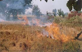 Paddy stubble set on fire at a village near Doraha