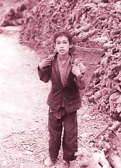 A boy carries barberry roots to a herb collection centre in the Bandli valley of Sundernagar subdivision