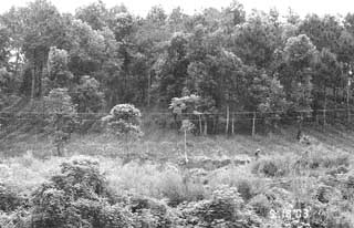  view of a forest cleared for agriculture 