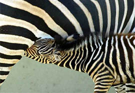 A newly born zebra is nursed by his mother at their preserve in the Bosphorus Zoo near Istanbul