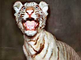 Ruchi,the four-month-old white tiger cub, says Happy Divali with a roar at the Chhat Bir Zoo
