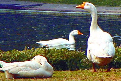 Three is not A crowd