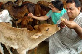Devotees perform puja at a "gaushala"