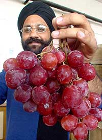 Grapes from Australia are the flavour of wedding parties this season