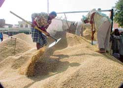 Workers clean the paddy