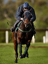 Trackwork rider David Condon gallops Irish horse Holy Orders