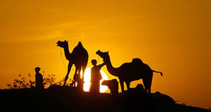 A camel owner stands with his camels at the end of the day at the Pushkar Fair