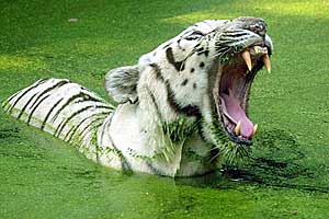 A white tiger yawns as it cools off at New Delhi's zoo