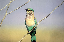 A work of Prakash N. Dubey.