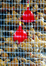 Chickens are crammed into tiny cage at a Hong Kong poultry farm