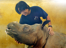 Veterinarian Dr Aidi Mohamad pets Minah, the 16-year-old Sumatran Rhinoceros