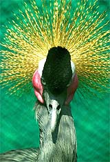 East African Crowned Crane