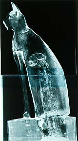 The X-ray of a mummified cat