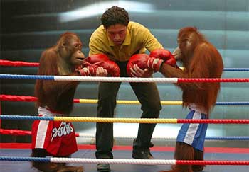 Scenes from a kickboxing match between two  orangutans 