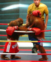 Scenes from a kickboxing match between two  orangutans 