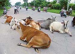 A group of stray cattle sit in the middle of a road in Chandigarh oblivious of the danger they pose to the passing vehicles.