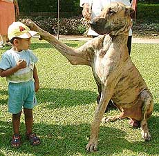 A Great Dane dog blesses a young admirer at a dog show in Mumbai