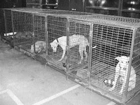 Captured by Municipal Corporation teams, female dogs await sterilisation in cages at the Urban Estate Civil Veterinary Hospital in Jalandhar