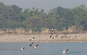 Migratory birds in the Balla area of Hamirpur district on Saturday morning