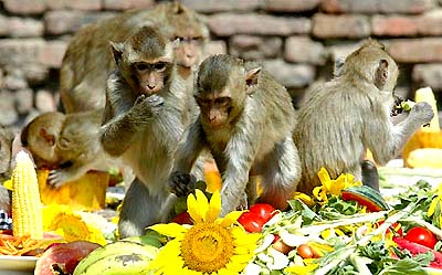 Monkeys enjoy the food and drink they are treated to during the annual buffet held in their honour in Lopburi province, near Bangkok