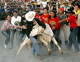 Filipino women wrestle a bull during the start of a national rodeo competition in Manila on Tuesday