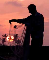 Sri Lankan fisherman A.M. Amarapala collects fish from his net early in the morning in Sri Lanka's southern coastal village of Koggala on Thursday