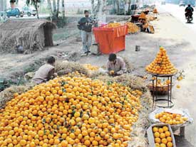 Earning their livelihood by spending chilly December days and nights along the road, unemployed youths pile kinnows along the busy Chandigarh-Ambala highway