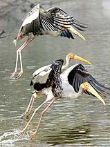 Painted storks fly as they search for fish inside a zoo in Delhi on Monday