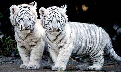 Trixi and Maxi, two white tiger cubs at the Amersfoort zoo in the Netherlands