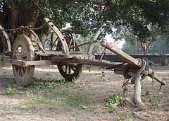 A bullock cart brought to Guru Nanak Dev University