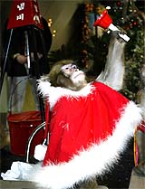 A monkey named Arong wears a Santa Claus outfit while waving a bell in front of a donation boxes in Seoul on Tuesday
