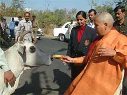 Newly elected Madhya Pradesh Chief Minister Uma Bharti offers food to a cow while going to assume office in Bhopal on Thursday