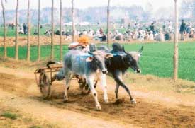 Villagers take part in a bullock-cart race in a sports festival at Kattran