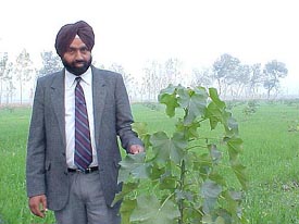 Brig K.S. Dhillon (retd) shows one of his 800 Jatropha plants on his farm at Sanaura village on the Jalandhar-Pathankot road on Thursday.