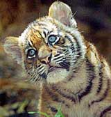An eight-week-old Sumatran Tiger cub stares out from inside its enclosure at Sydney's Taronga zoo on Thursday