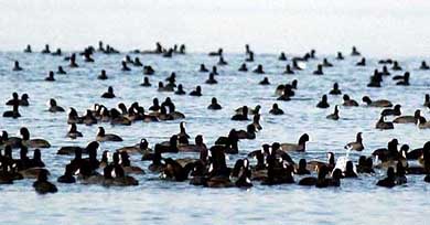 Winged visitors from Central Asia at the Dal Lake in Srinagar
