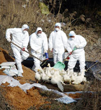 South Korean health officials bury alive ducks affected by a highly contagious strain of bird flu at a farm in Umsong county, near Seoul, on Sunday