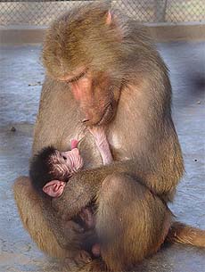 A female baboon feeds her 4-day-old baby in Mini Zoo, Pipli, near Kurukshetra