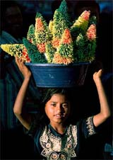 Bibi Jaan, a Muslim, carries miniature Christmas trees for sale on her head