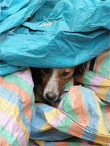 A stray dog tries to warm itself by taking shelter inside some plastic sheets on a cold Tuesday morning in New Delhi