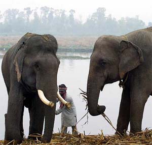 A mahout nurtures his elephants on the banks of Yamuna River on a cold Tuesday morning in New Delhi