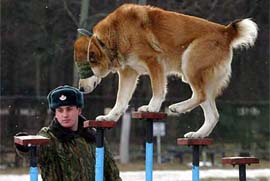 A blindfolded dog walks on a balance beam at the dog training centre of Belarussian Defence Ministry in Kolodishchi