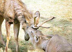 Sambars in a playful mood at the Chhat Bir Zoo on Saturday.
