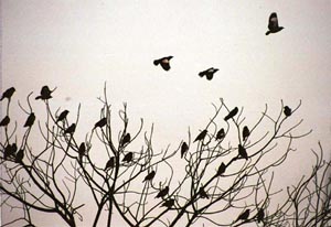 Birds fly off as bare branches offer no shelter to them. Extreme cold in the region has rendered several trees leafless like the one in the picture.