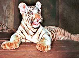 THE PRIDE OF CHHAT BIR ZOO