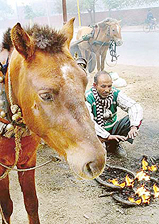 Man and beast both gather around fire to brave the chill on Tuesday morning.