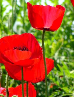 Ludhiana Tribune wishes its readers a Happy New Year