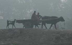 Farmers along with their cattle’s going to their fields in thick fog in Amritsar